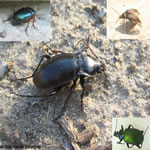 Carabidae