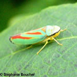 Cicadellidae