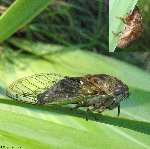 Cicadidae