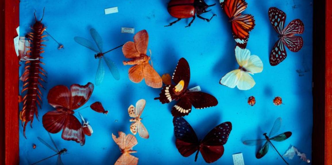 Nous acceptons les dons d’insectes!