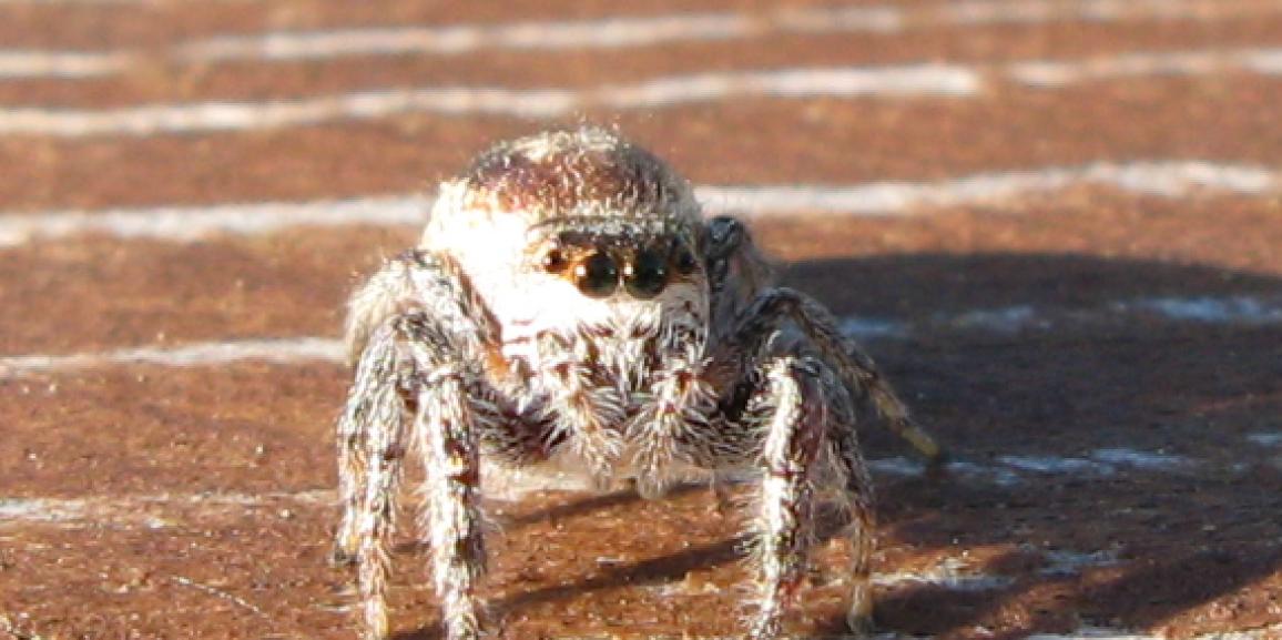 Insectambulant parlera d’araignées à la bibliothèque Dorval
