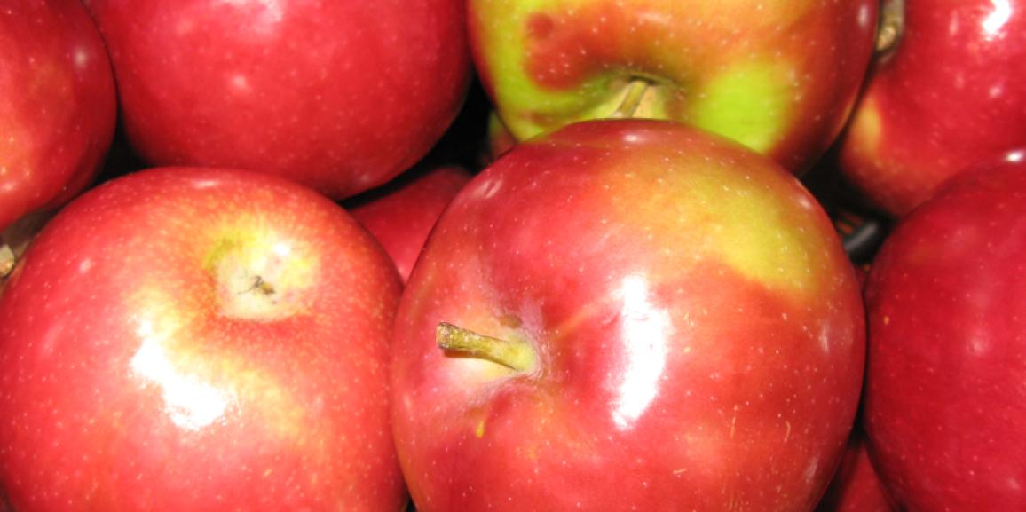 Insectambulant sera au Verger Labonté!