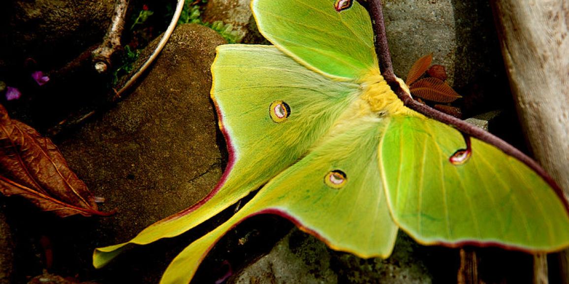 Comment fait-on pour attraper un papillon lune?