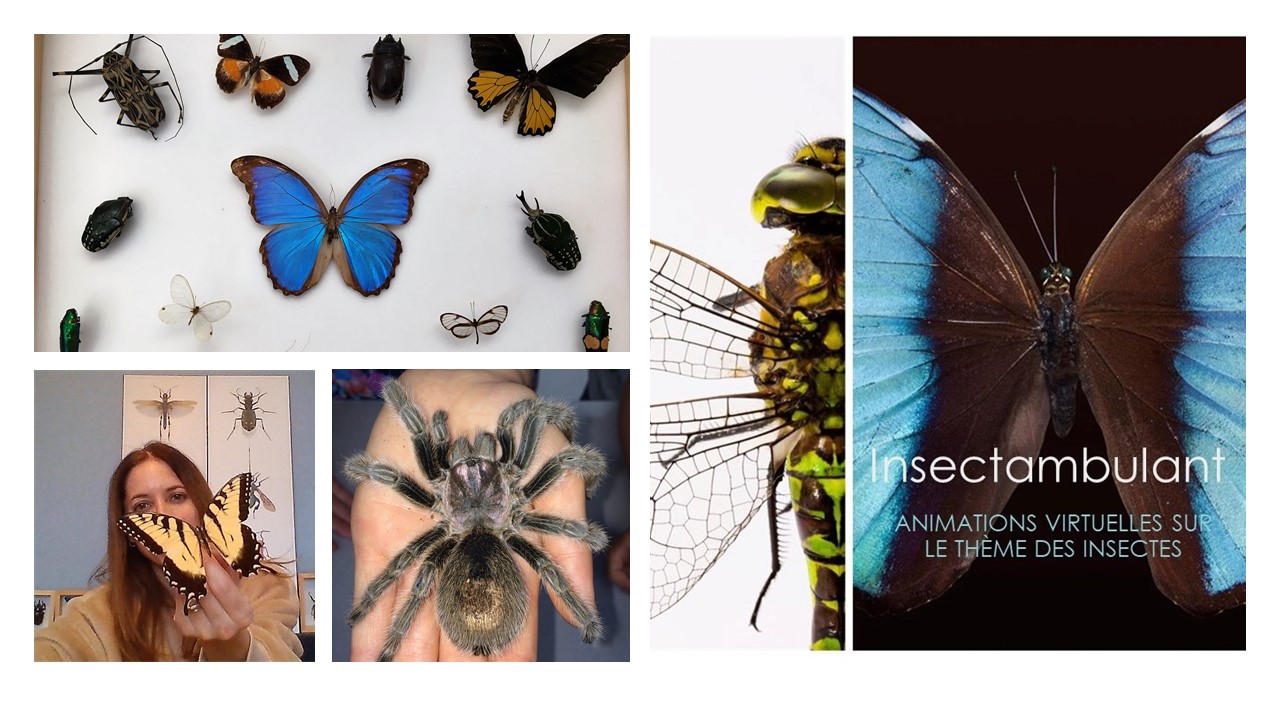 “Zoom” sur les insectes!