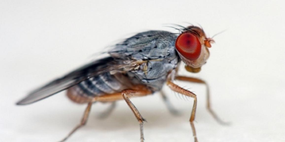 Comment les mouches font-elles pour voler?