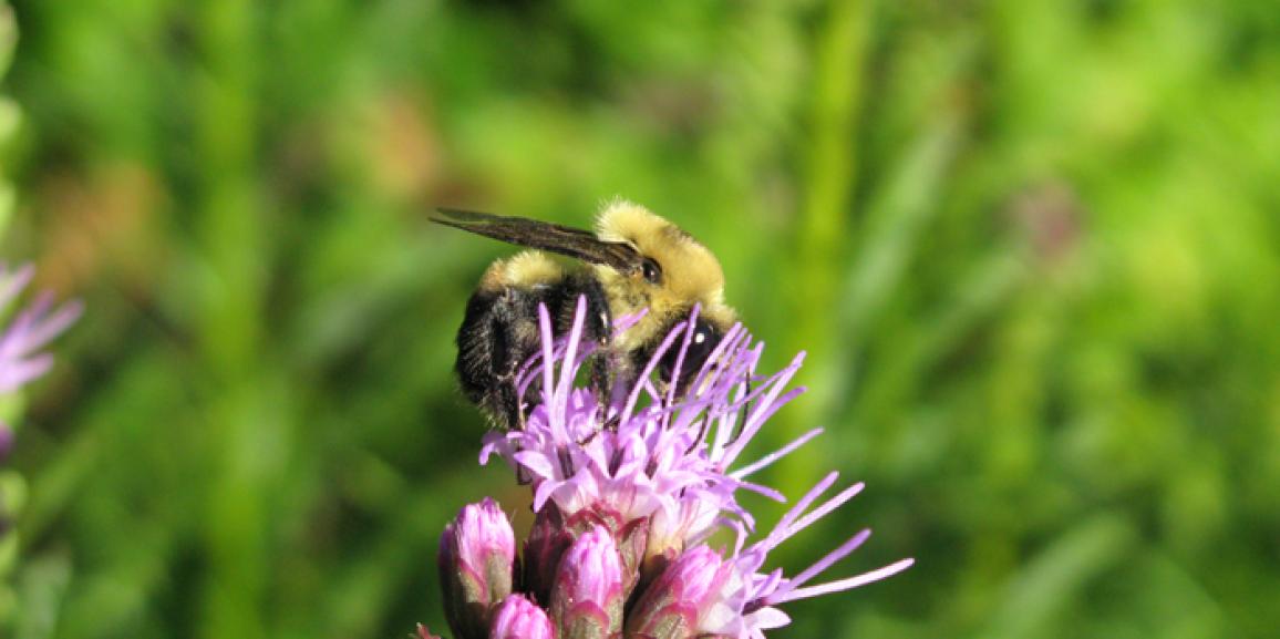 Journée de l’écologie: Insectambulant sera de la partie!