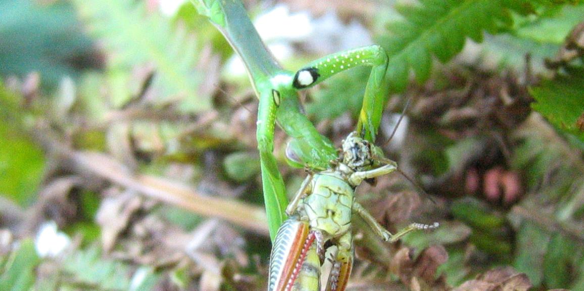 Est-ce que les insectes ressentent la douleur?