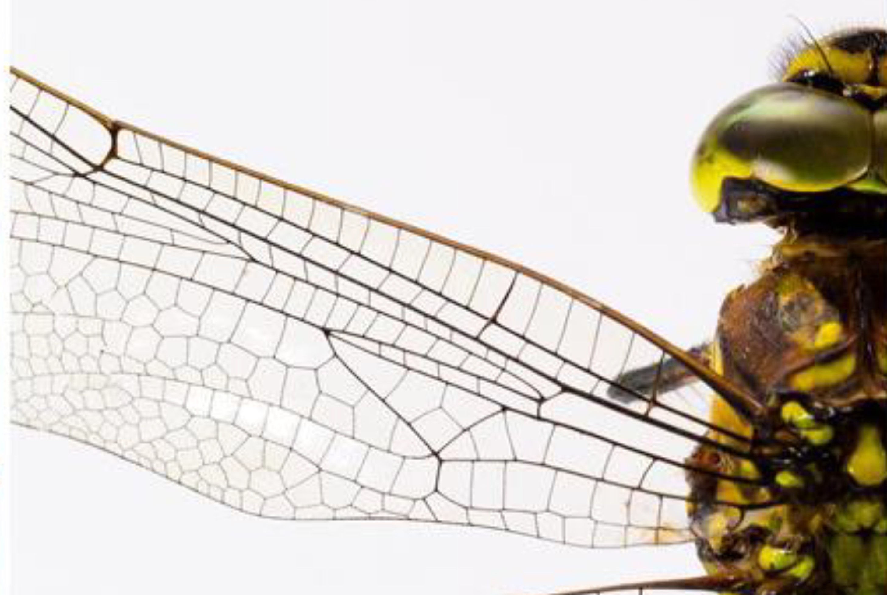 Activité spéciale de la relâche à la bibliothèque Marc-Favreau dimanche 1er mars: Insectes à découvrir et à déguster! (Événement passé)