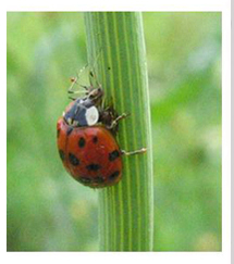 insecte pr&eacute;dateur