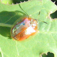Famille Chrysomelidae; sous-famille Cassidinae: Casside dorée