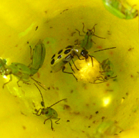 Chrysom&egrave;le macul&eacute;e du concombre, entour&eacute;e de chrysom&egrave;les de la rcine du ma&iuml;s, sur une fleur de courge