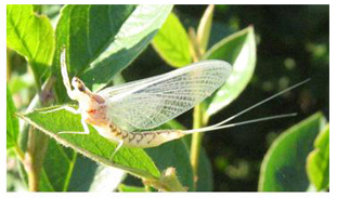 Eph&eacute;m&egrave;re