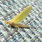 &Eacute;ph&eacute;m&egrave;re stade subimago