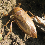Belostomatidae: Lethocerus americanus