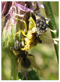 Punaises pr&eacute;datrices