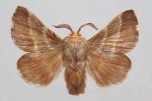 Lasiocampidae: Livr&eacute;e d'Am&eacute;rique (Malacosoma americanum)