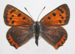 Lycaenidae: Cuivr&eacute; d'Am&eacute;rique (Lycaena phlaeas americana)