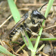 Megachile: abeille d&eacute;coupeuse de feuilles