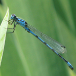 Famille Coenagrionidae: Enallagma sp.