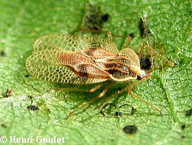 Tingidae: Punaise r&eacute;ticul&eacute;e