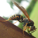 Gu&ecirc;pe &agrave; papier (Polistes)