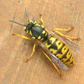 Gu&ecirc;pe sociale: Vespula