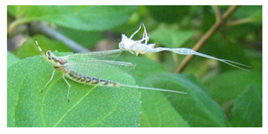 &eacute;ph&eacute;m&egrave;re exuvie