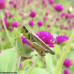 Orthoptera