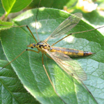 Tipulidae