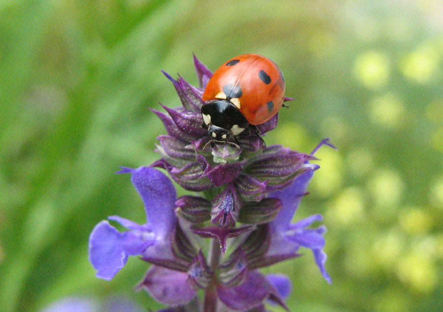 Coccinelle