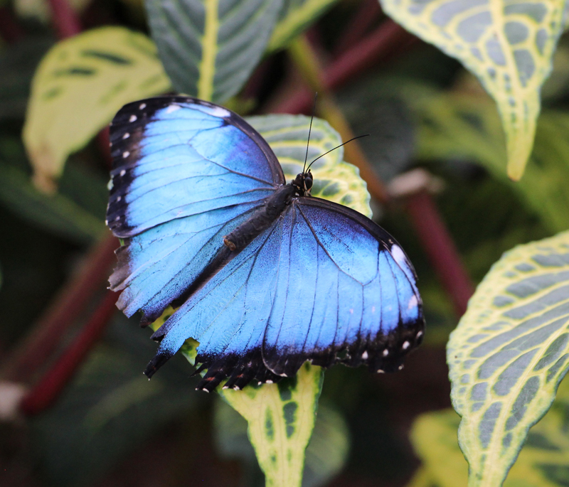Morpho bleu