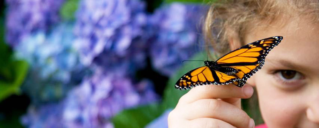 Insectambulant animation