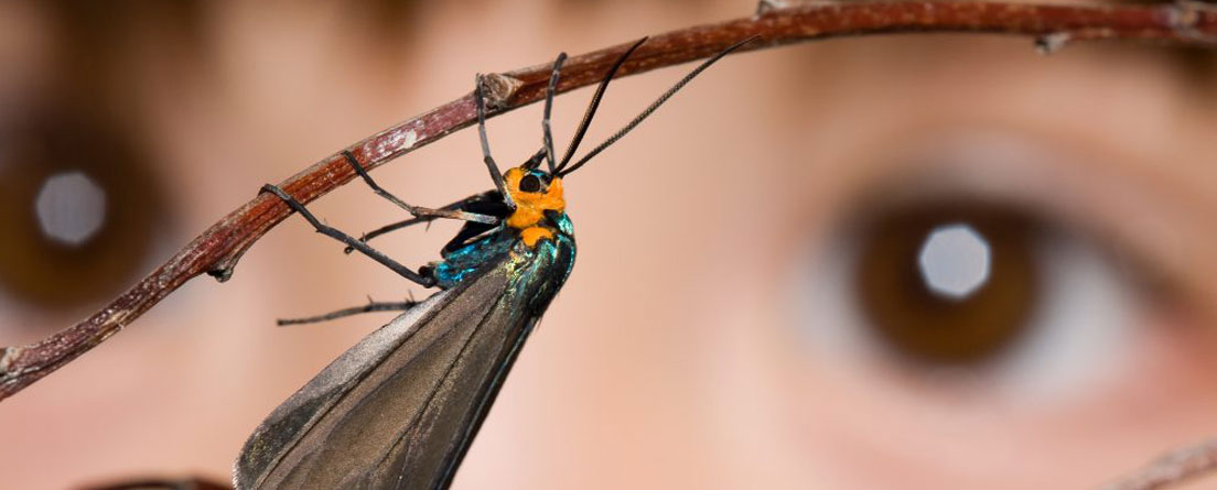 Insectambulant insectes