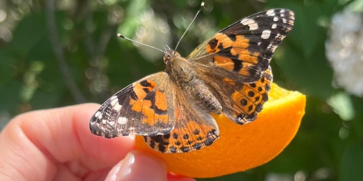 Grosse fin de semaine pour Insectambulant! Venez nous voir!  25-26 mai 2024